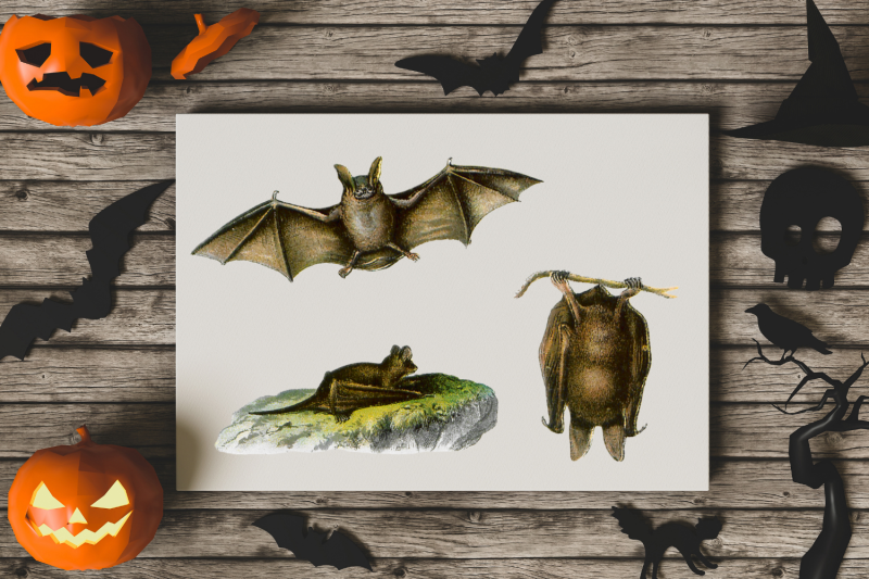 vintage-bats-collection-creepy-graphics-illustration-spooky-halloween-bats