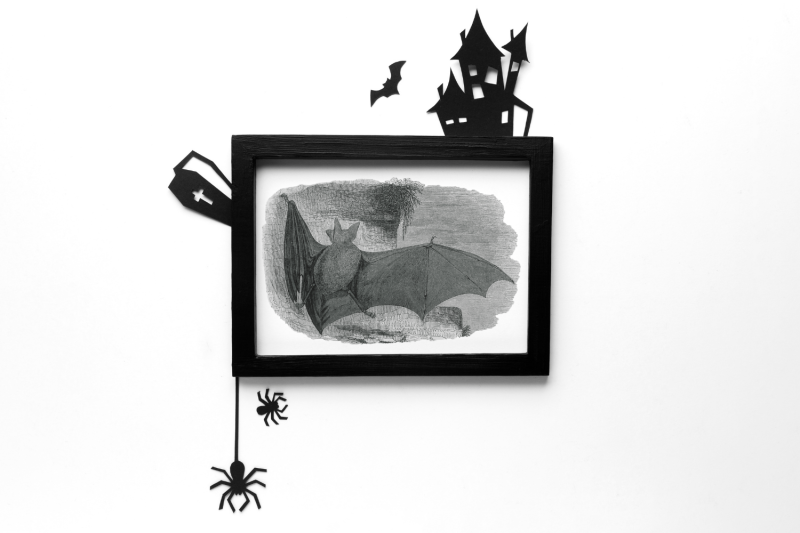 vintage-bats-collection-creepy-graphics-illustration-spooky-halloween-bats