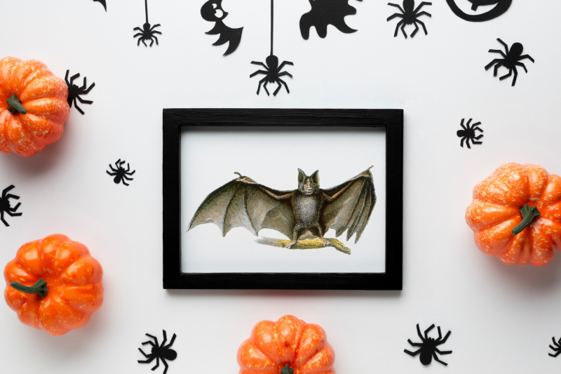 vintage-bats-collection-creepy-graphics-illustration-spooky-halloween-bats