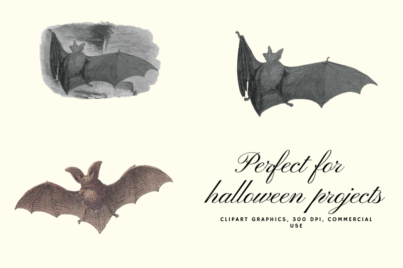 vintage-bats-collection-creepy-graphics-illustration-spooky-halloween-bats