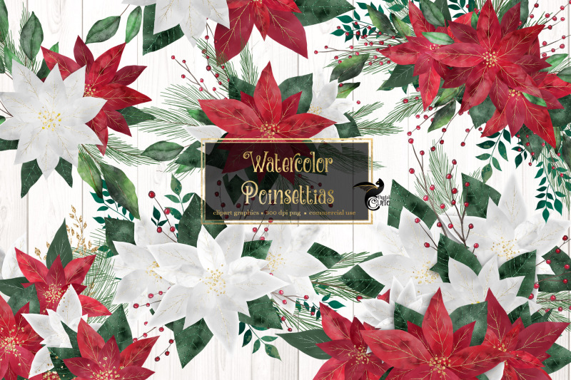 watercolor-poinsettias-clipart