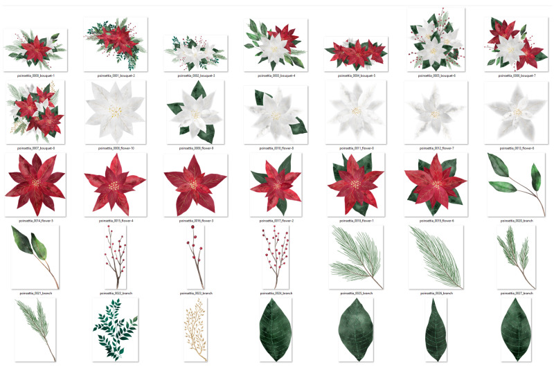 watercolor-poinsettias-clipart