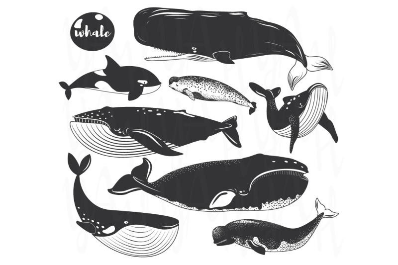 whale-wall-art-collection-set