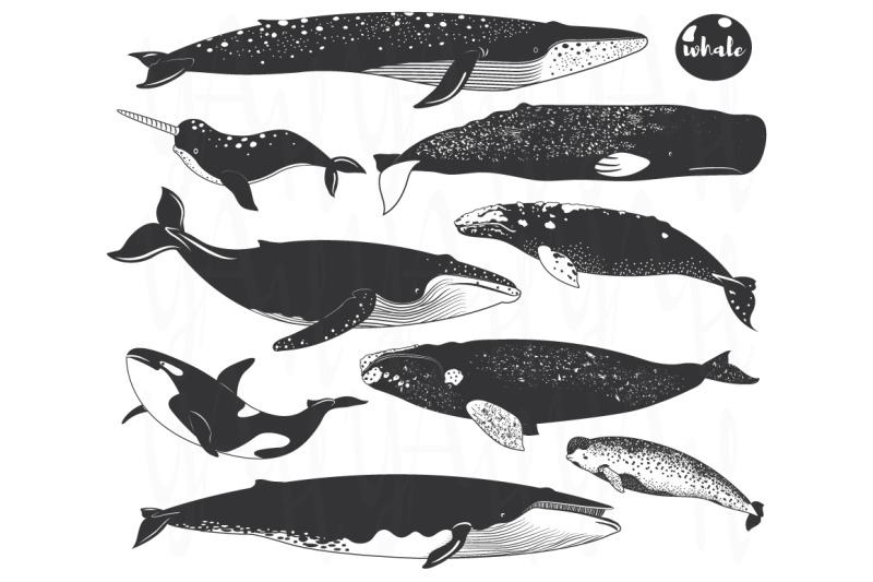 whale-wall-art-collection-set-ll