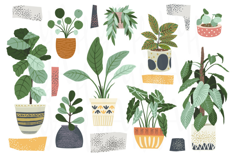 house-plant-collection-set