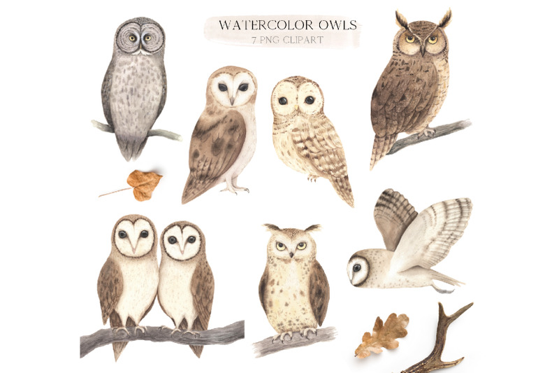 watercolor-woodland-owl-clipart