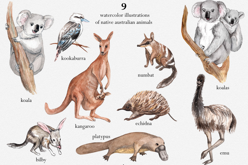 australian-wildlife-watercolor-set-clipart-patterns-amp-animal-posters