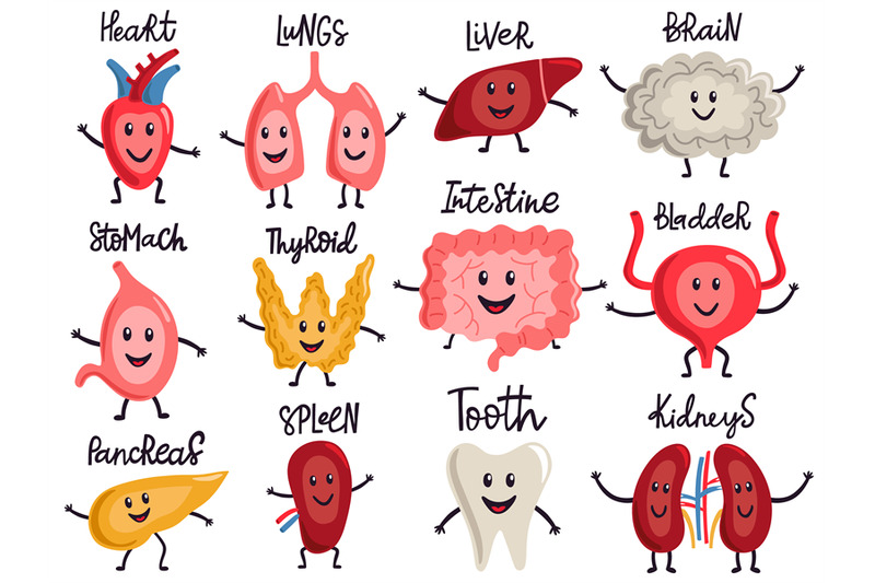 healthy-body-organs-internal-human-organs-characters-biology-medicin