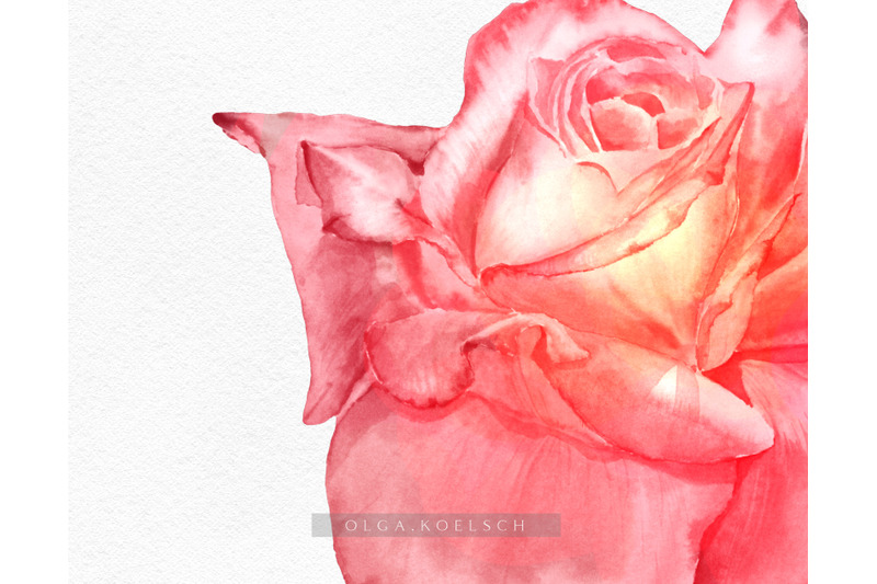 watercolor-floral-clipart-roses-clipart-peony-clipart-pink-floral