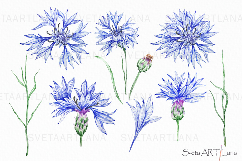 watercolor-flowers-clipart-cornflower-blue-wildflowers
