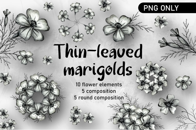 thin-leaved-marigold-flower-clipart-marigold-png