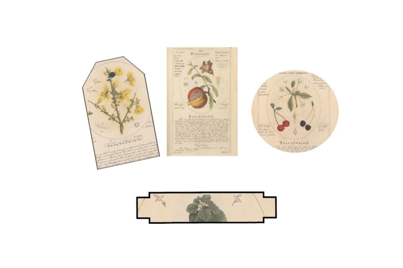 Medicinal Botanicals Scrapbook Ephemera : Vintage Junk Journal Kit, Pages,  Tags, Circles, Envelopes (Paperback) 