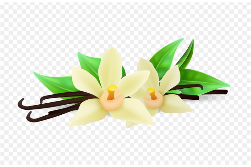 realistic-vanilla-flowers-and-sticks-vector-isolated-on-transparent-ba