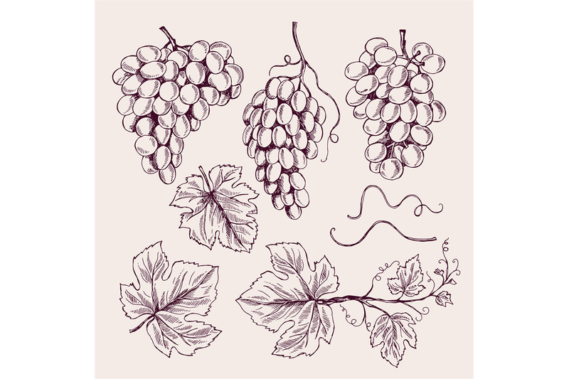 grape-hand-drawn-vine-leaves-and-branch-tendrils-vintage-vineyard-vec