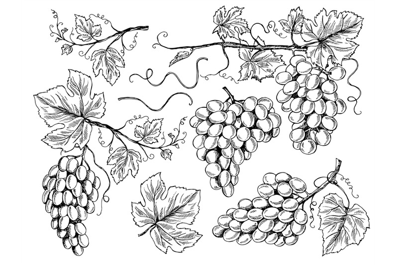 grape-sketch-floral-pictures-wine-grapes-with-leaves-and-tendrils-vin