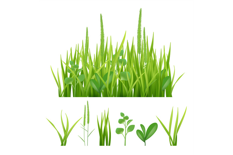 green-grass-fresh-garden-elements-nature-vector-pictures-of-herbs-and