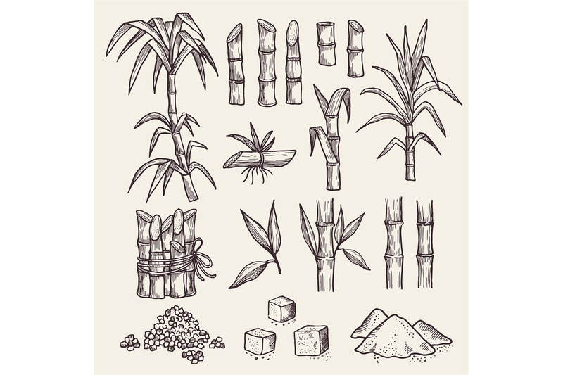 sugar-cane-fresh-sugar-harvest-agriculture-plantation-vector-hand-dra