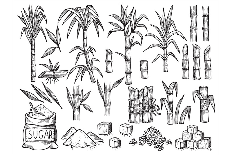 sugar-plant-agriculture-production-of-sugarcane-plantation-vector-han