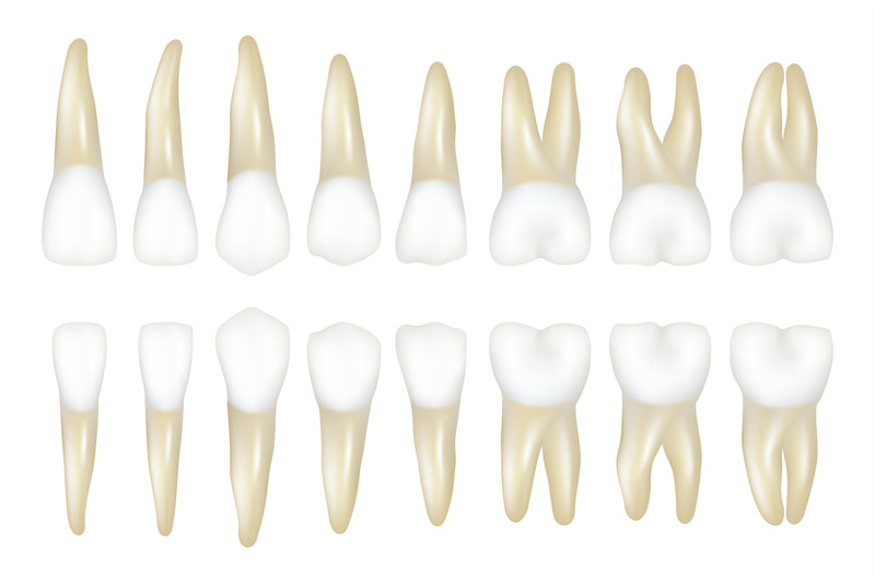 type-tooth-stomatology-medical-dentist-realistic-white-tooth-vector-i