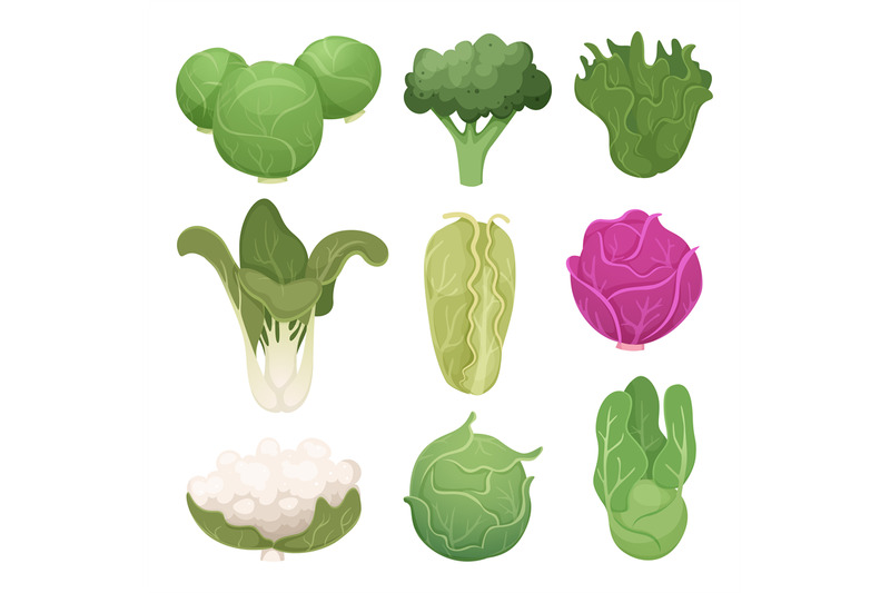 cabbage-pictures-farm-vegetarian-ingredients-eco-diets-green-food-vec