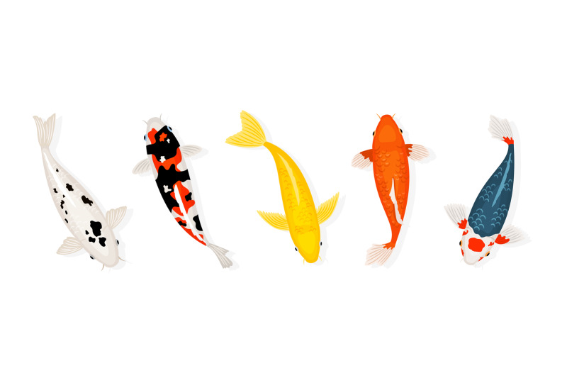 koi-carp-fishes-vector-illustration-japanese-koi-fish-isolated-on-whi