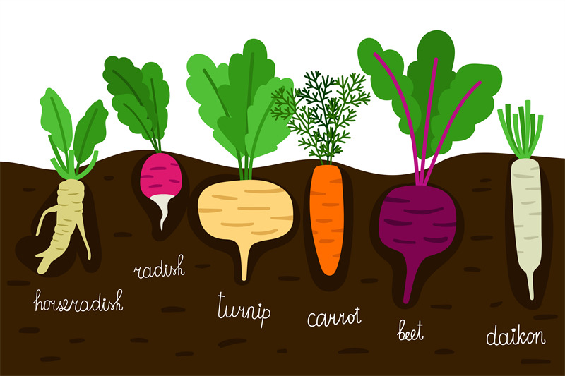 vegetables-garden-growing-vegetable-gardening-with-roots-in-ground-ve