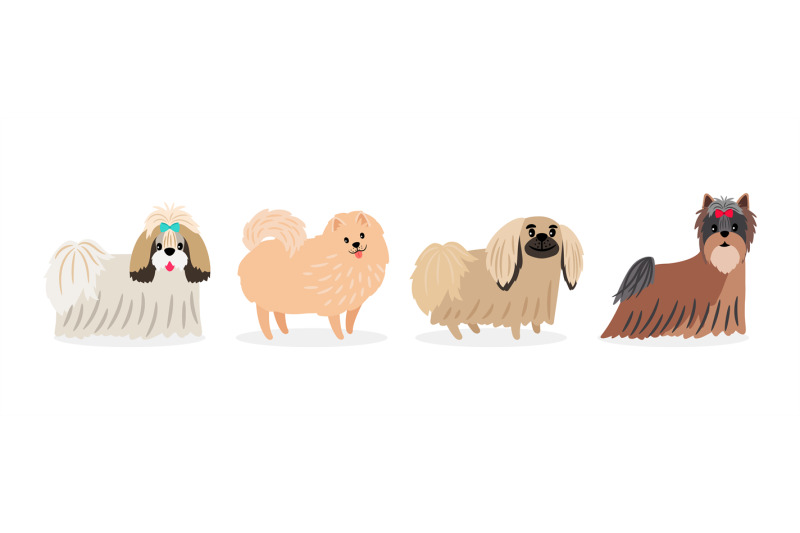 long-hair-decorative-dogs-isolated-on-white-background