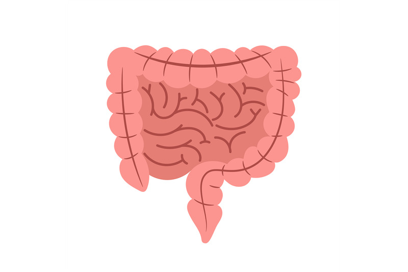 intestine-esophagus-isolated-on-white-background-vector