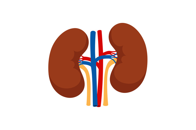 human-kidneys-isolated-on-white-background-vector