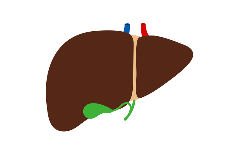 liver-and-gallbladder-isolated-on-white-background-vector