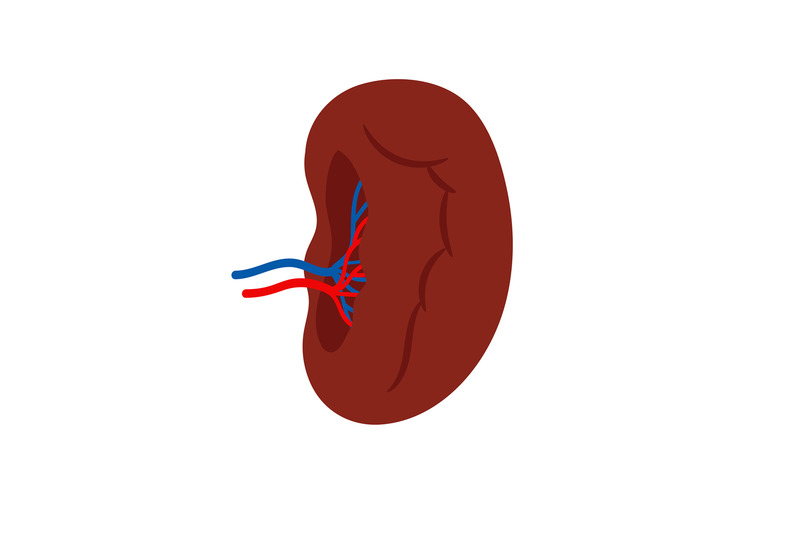 human-spleen-isolated-on-white-background-vector