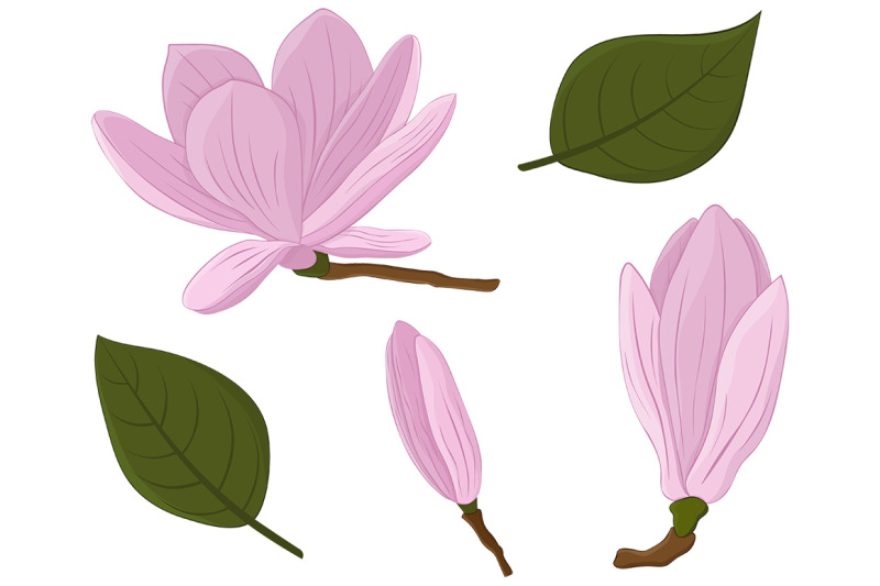 magnolia-vector-magnolia-flower-magnolia-svg-flowers-svg