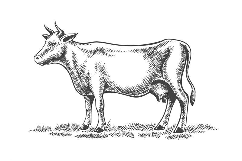 dairy-cow-engraving