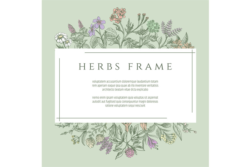 drawing-botanical-herbs-text-frame