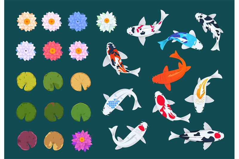 koi-fish-and-lotus-japanese-carp-flowers-and-leaves-of-water-lilies