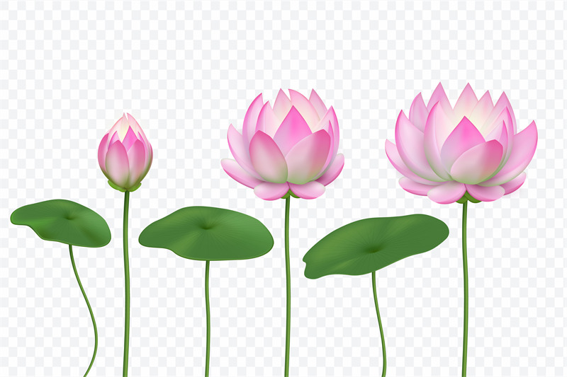 realistic-lotus-pink-water-flower-blooming-pink-lotus-with-leaves-v