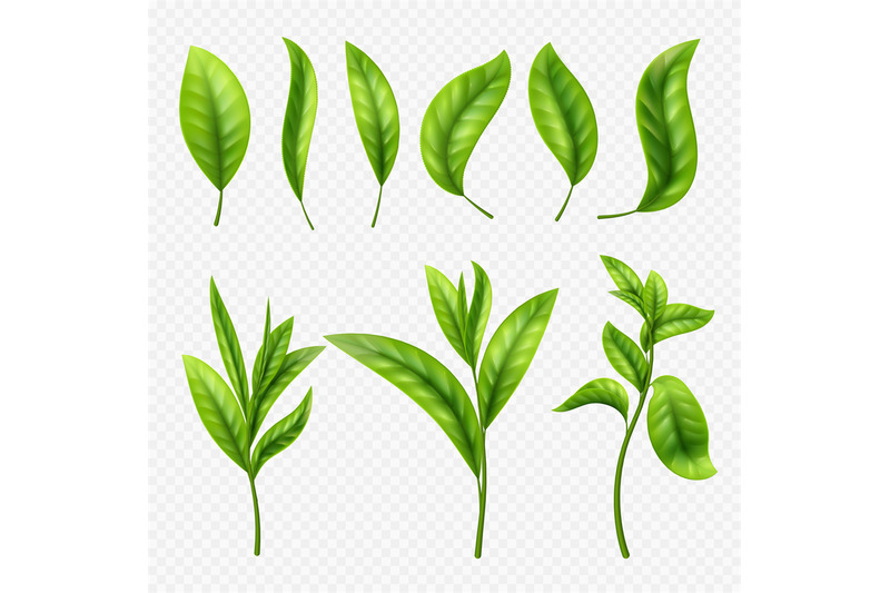 vector-realistic-tea-leaves-on-transparent-background