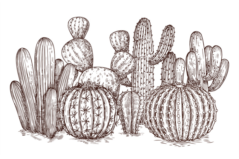 hand-drawn-cactus-western-desert-cacti-mexican-plants-in-sketch-style