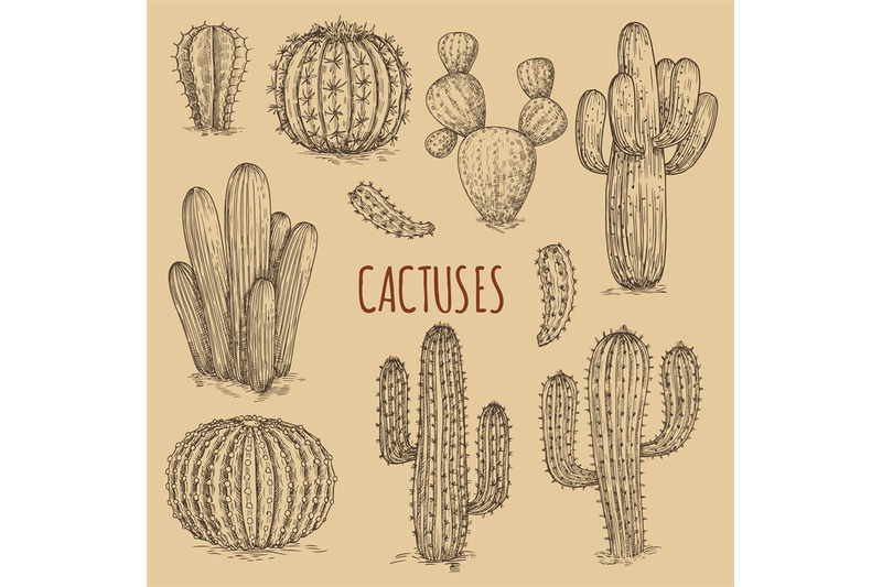 hand-drawn-cactuses-vintage-vector-of-collection