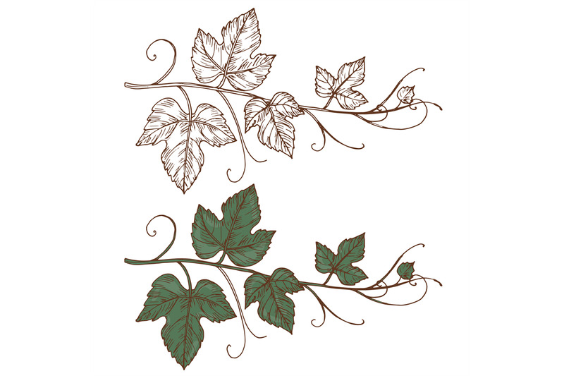 sketch-grapevine-vector-isolated-on-white-background