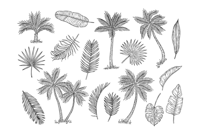 sketch-palm-tree-tropical-rain-forest-trees-and-exotic-palm-leaves-vi