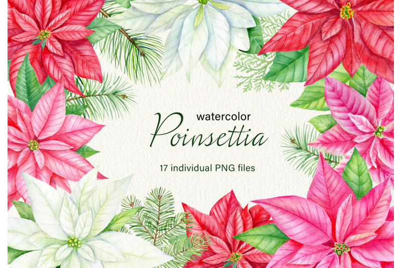 watercolor-christmas-poinsettia-clipart-winter-watercolor-png