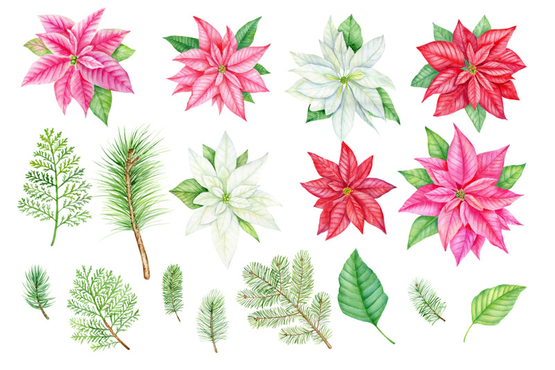 watercolor-christmas-poinsettia-clipart-winter-watercolor-png