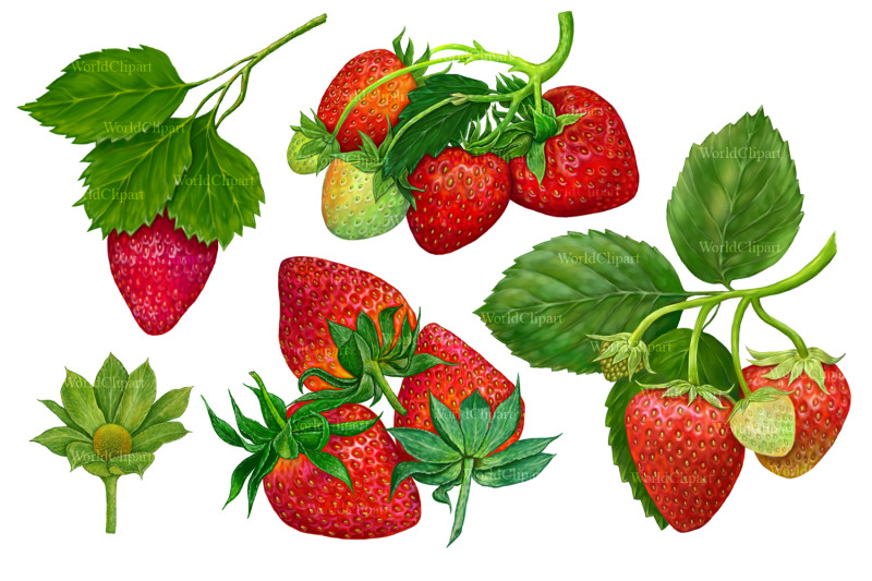 strawberry-clipart-strawberry-design-food-clipart-fruit-clipart