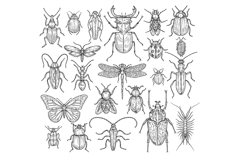 insects-hand-drawn-butterfly-beetle-and-fly-ant-dragonfly-ladybug