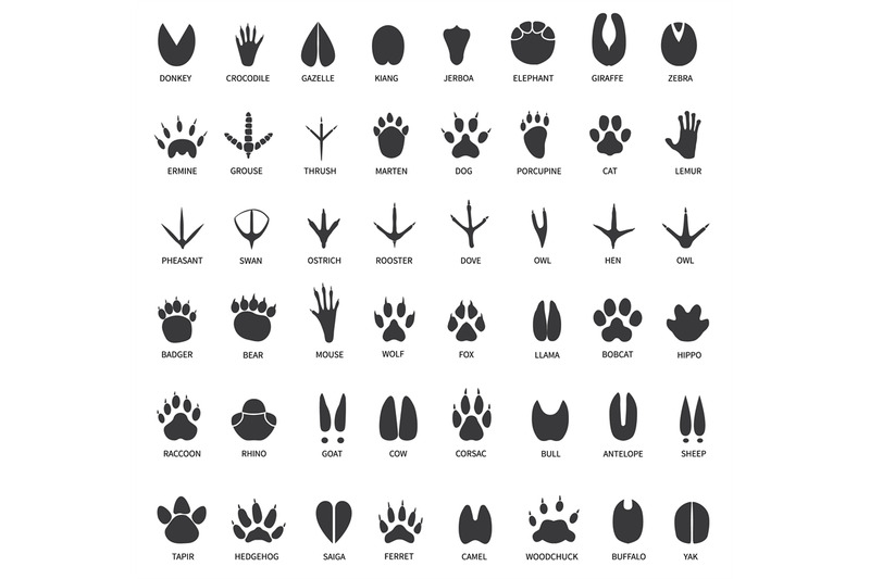 animal-tracks-footprints-of-swan-llama-and-donkey-cat-owl-dog-and