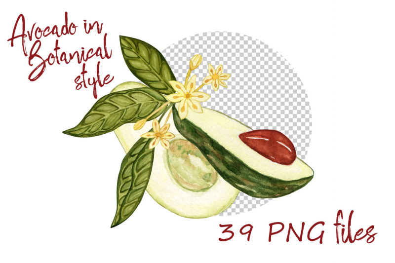 avocado-botanical-illustration