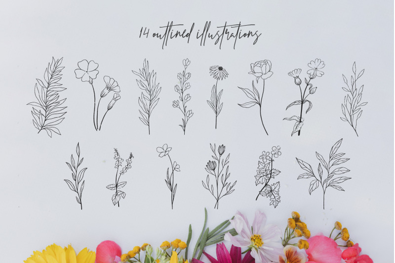 wild-flowers-vector-illustrations