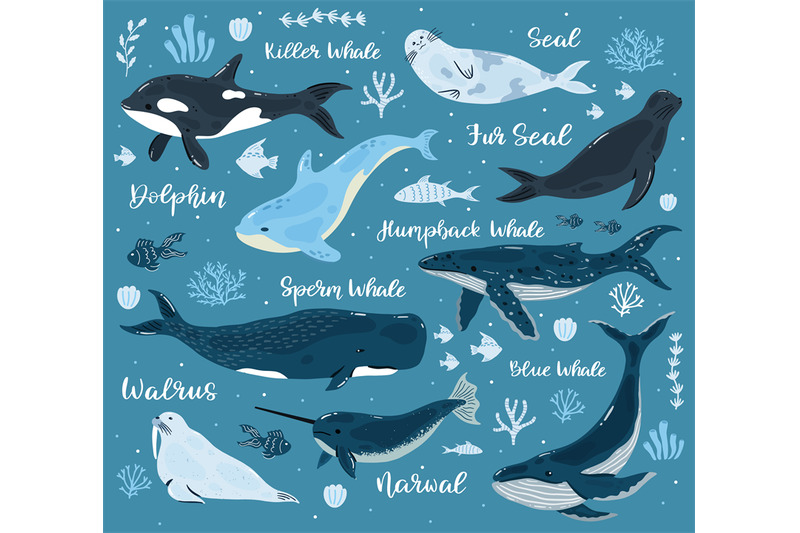 marine-whales-dolphin-killer-whale-narwhal-sperm-whale-and-walrus