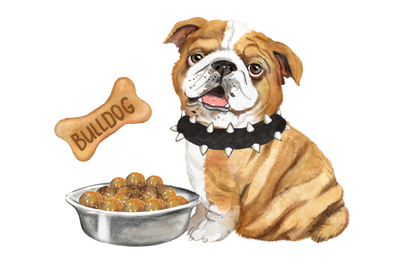 english-bulldog-watercolor-clipart-cute-bulldog-puppies-pet-dog